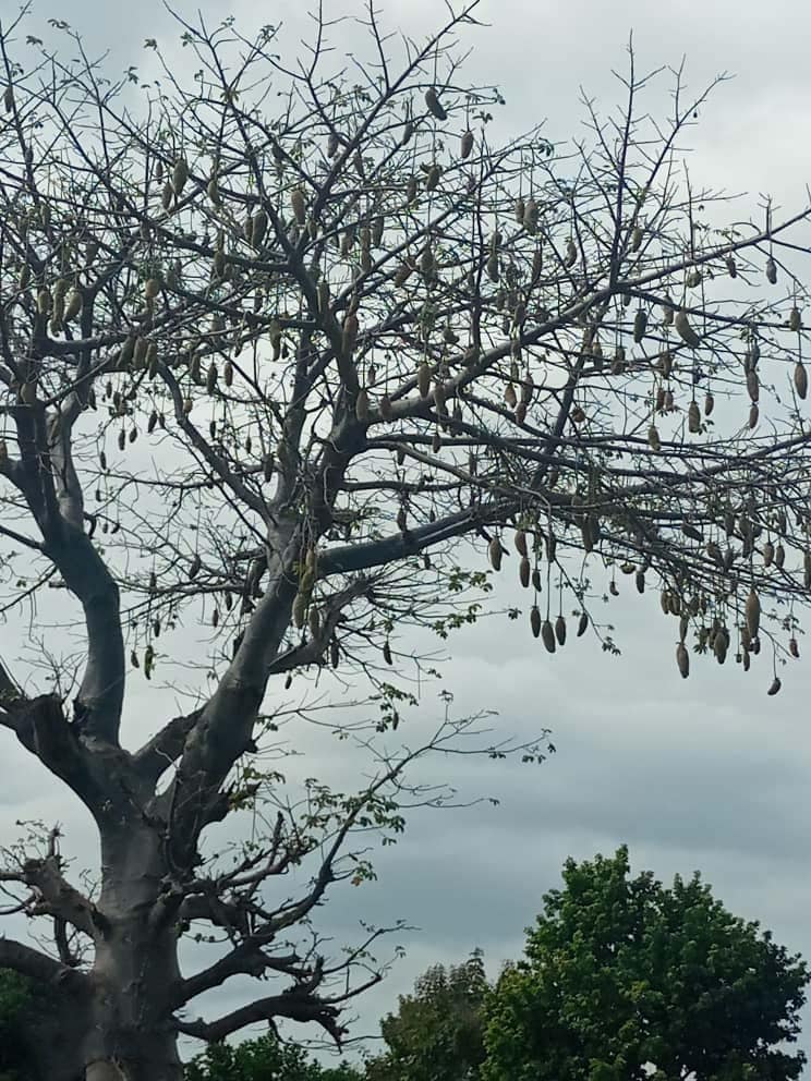 Arbre de Baobab